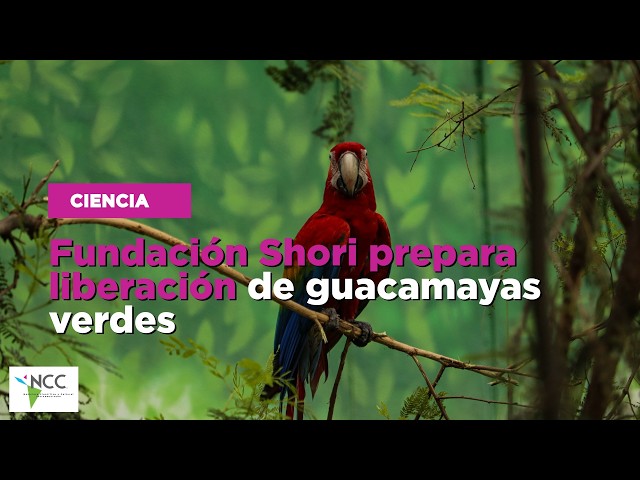 Fundación Shori prepara liberación de guacamayas verdes