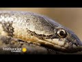 Snake and Worm Lizard Behavior
