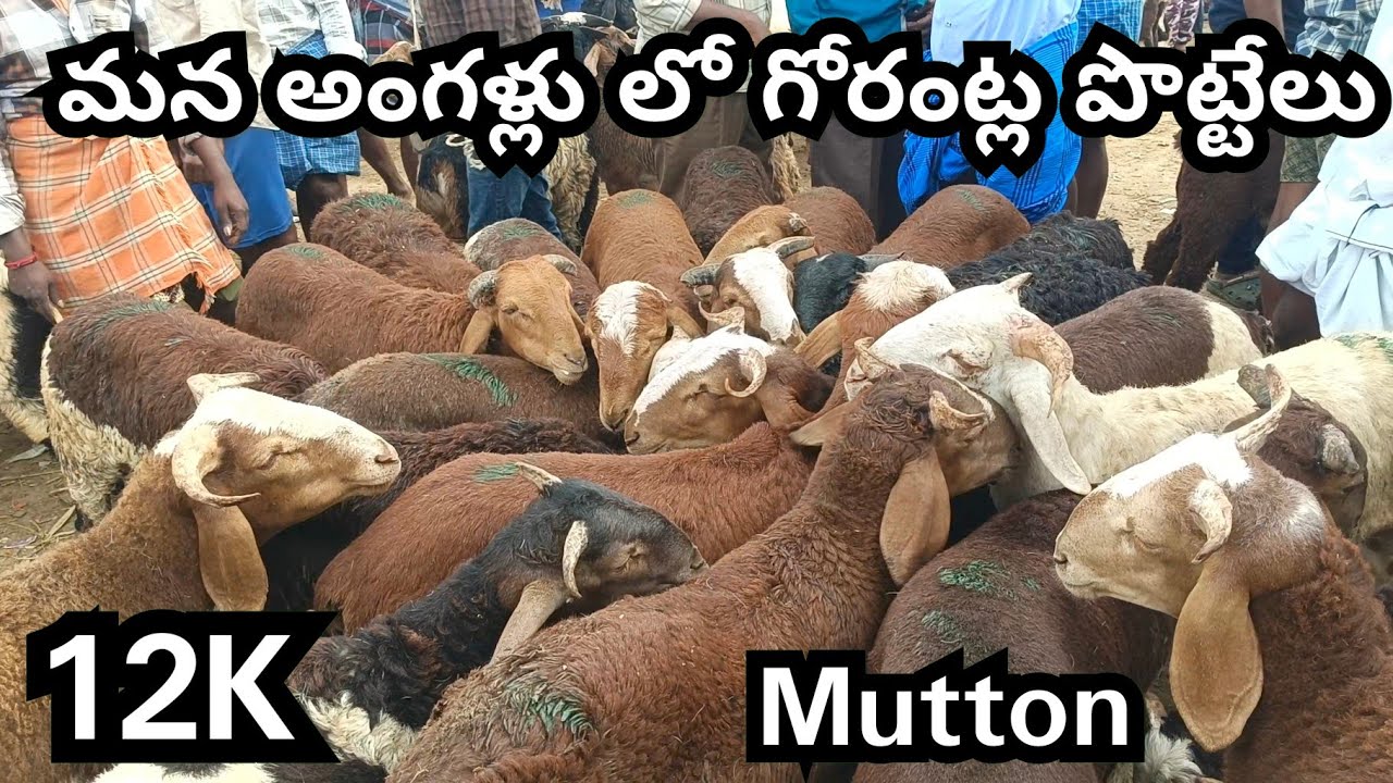 Angallu Today Sheeps Market Every Saturday 🐏🐐🐏🐏 - YouTube