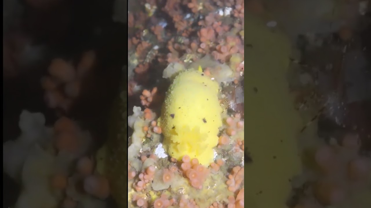What do you think of this Monterey Dorid Nudibranch we found? 🤩