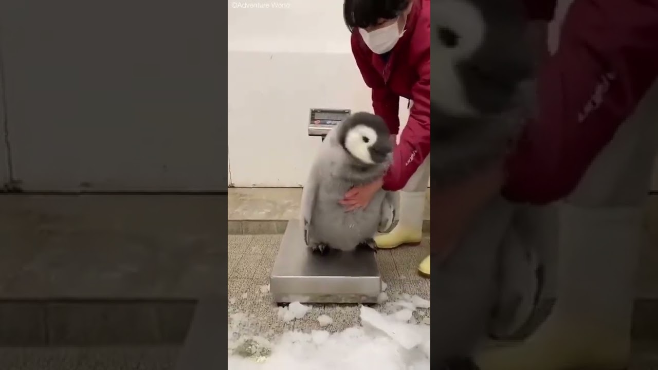How much does a three-month-old penguin cub weigh? A lot - as much as