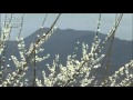 花友禅 kirara 佐賀
