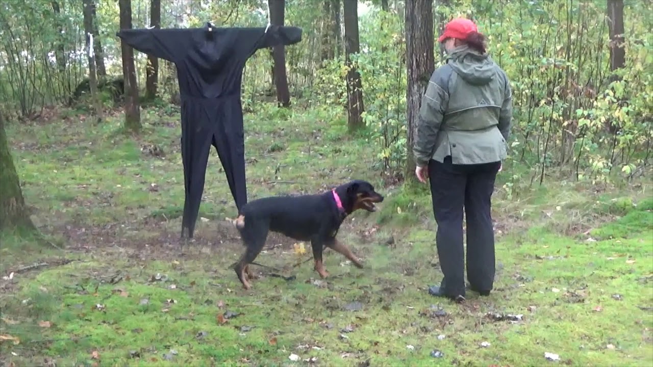 Falkline´s Fotograf Mentalbeskrivning Hund YouTube
