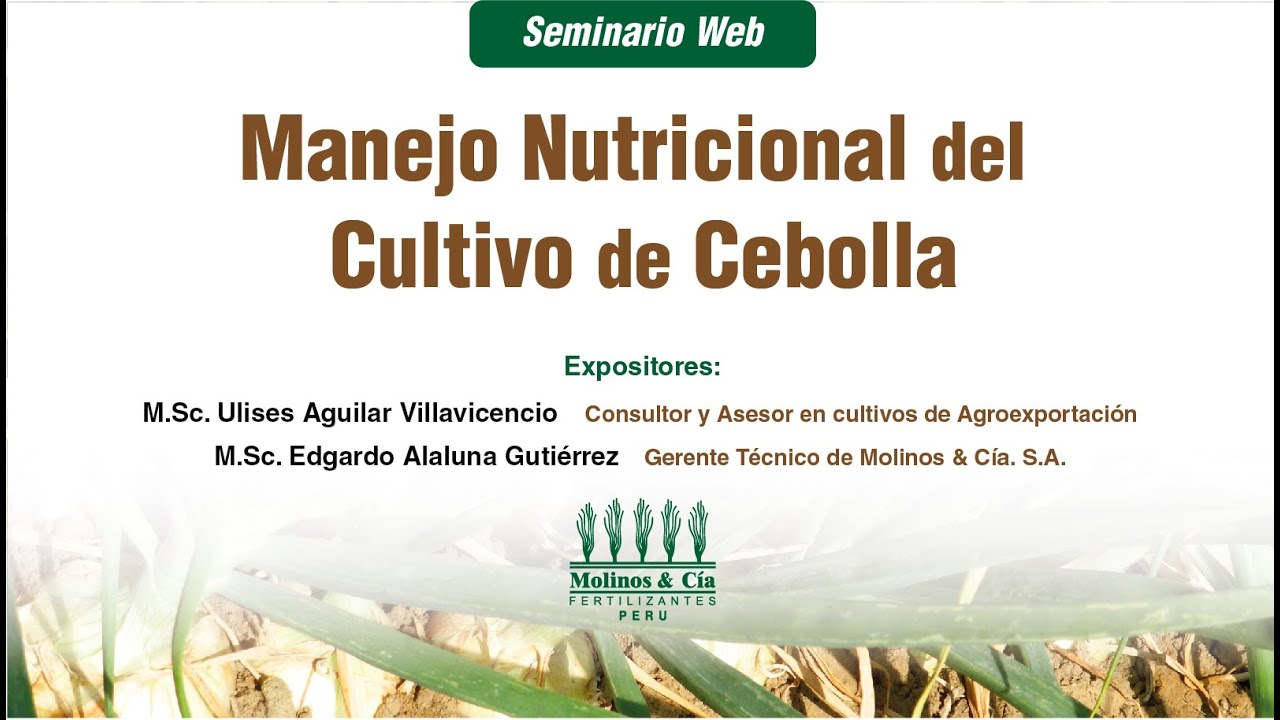 Manejo Nutricional del cultivo de Cebolla