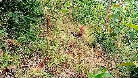 bẫy gà rừng mới nhất 07/01/2023 cuab qaib qus tuaj zoo heev