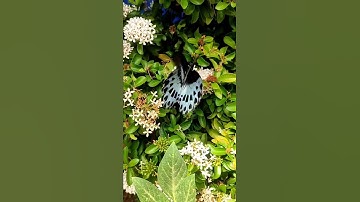 Thumbnail of wonderful and cutest butterfly 🦋🦋