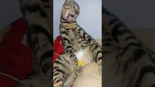 Korean songs #notcute #anymore #cute #btsarmy #btsshorts #viralvideo