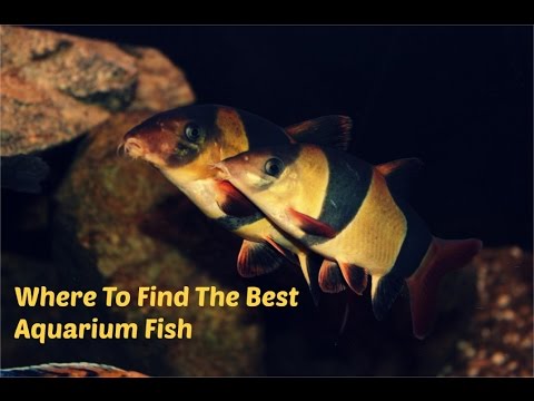 happs wow The Best Place To Find Aquarium Fish