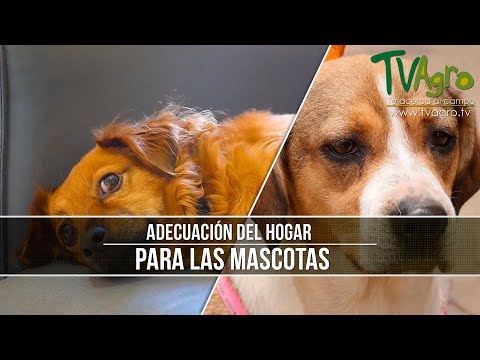 Video: Un Hogar Más Limpio Y Verde Para Usted Y Su Mascota