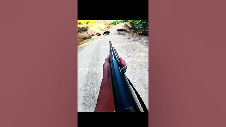 «Кабан упал — лучший выстрел на охоте» #chasse  #challenge #hunting #wildboar #wildlife #chasse#