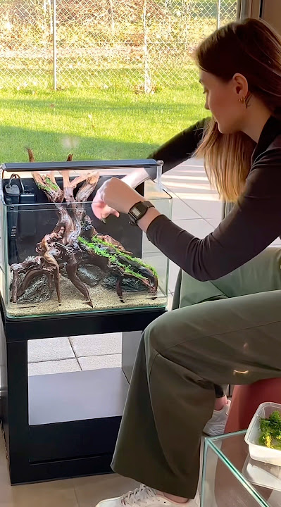 Moss Harvest & Replanting #aquascape #aquascaping #aquarium #plantedtank #plantedaquarium #fishtank