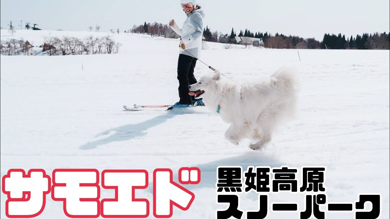 【サモエド】ここは犬の楽園丨犬と遊べるスキー場🎿