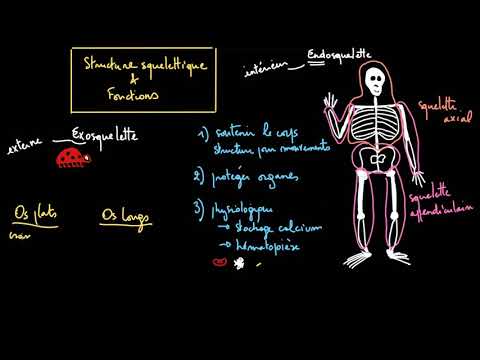 La structure et les fonctions du squelette
