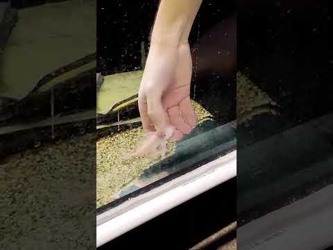People say fish don’t recognize you…Watch this. ❤️