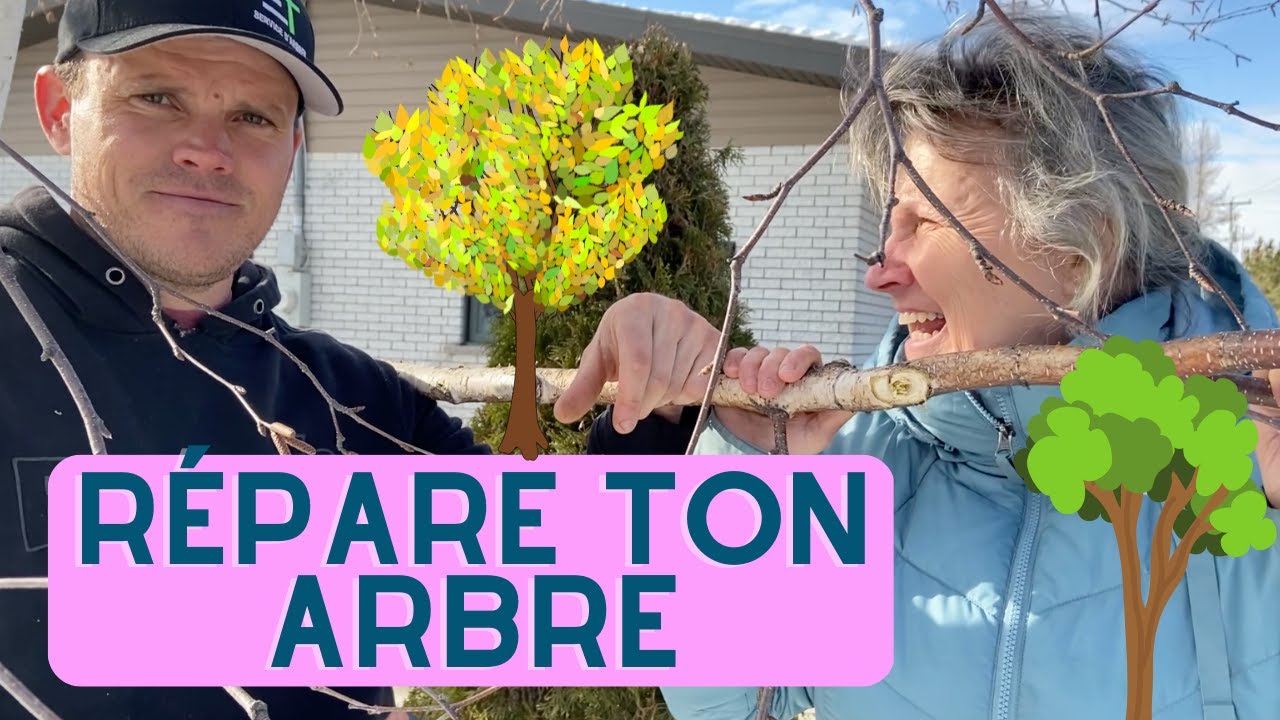 Que faire avec une branche d'arbre brisée? - capsule horticole