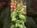 Antirrhinum flower 😊 #youtube #song #hindisong #love #trending #lovesong #nature #plants #remixsong