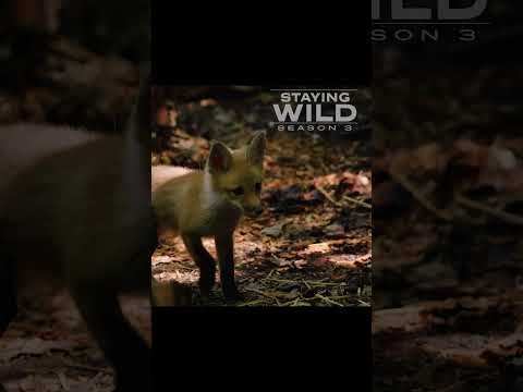 Silly little fox! - STAYING WILD TV - Wildlife Rehab on NatGeo WILD
