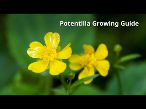 Video: Soorten kruipende potentilla - tips voor het kweken van kruipende wateraardbeiplanten