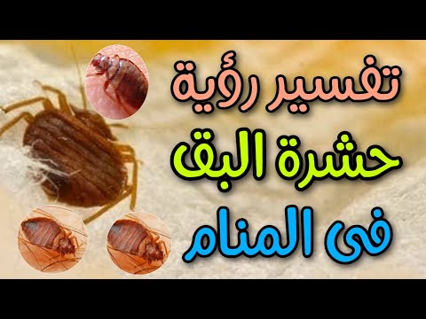 تفسير رؤية البق فى المنام ما معنى رؤية حشرة البق فى الحلم