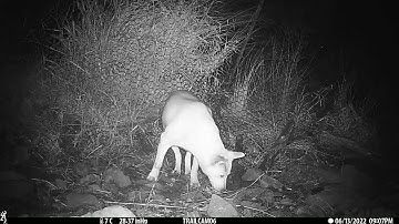 Browning dark ops DCL night video quality