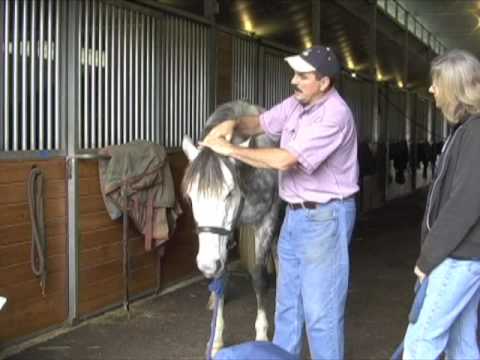 Horse Massage, Tightness in the Horse's Poll: The ...