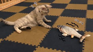 [保護猫]動く魚のおもちゃで猫たちと遊びました！