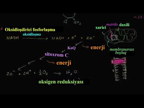 Video: Elektron nəqli zəncirinin daşıyıcıları harada yerləşir?