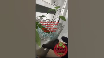 How to Over winter your plants the easiest Way |peppers and tomatoes #southerngardens #gardenslabs