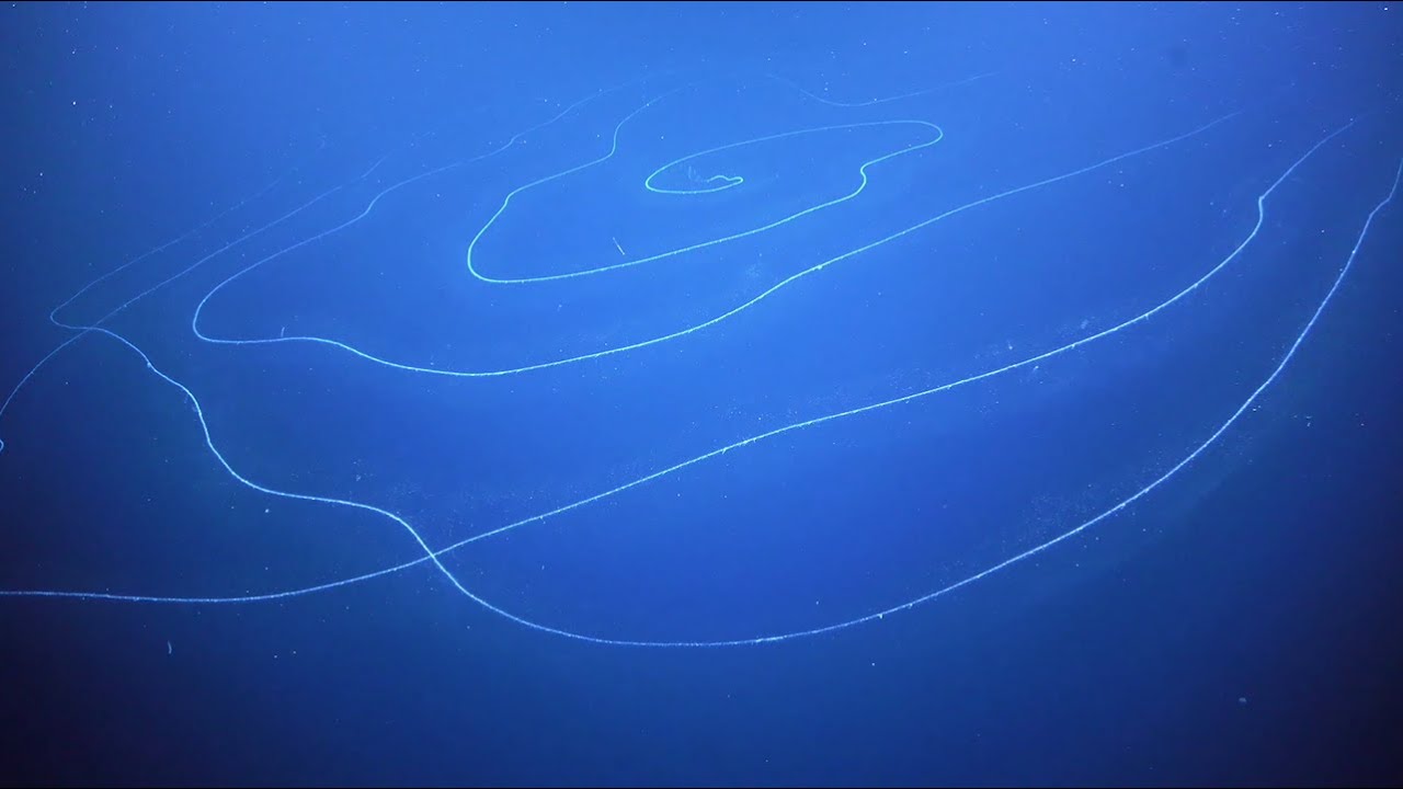 Longest deep-sea animal spotted off Australian coast | Science | AAAS