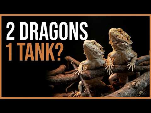 Why I'm Keeping Bearded Dragons Together