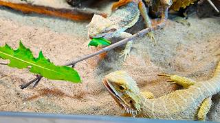 Why I'm Keeping Bearded Dragons Together