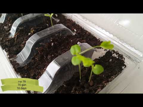 Как посеять Mimosa Pudica из семян (ЧУВСТВИТЕЛЬНОЕ РАСТЕНИЕ) (SHAMEPLANT)