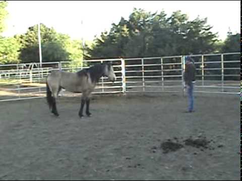 Tucker the Mustang & Cindy Branham Training DAY 1