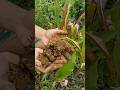 Kunyit liar asal Kalimantan #shortvideo #shortsfeed #fruit