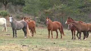 Chevaux au RV 2