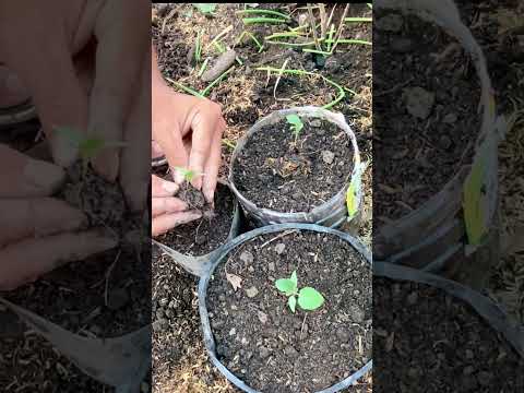 Growing eggplant in