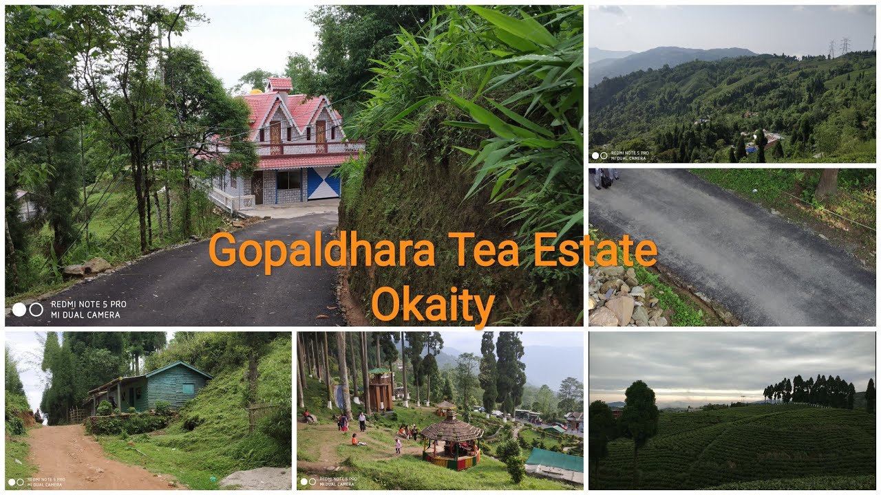 Gopaldhara tea estate ll Okayti ll Mirik ll Beauty of Dooars