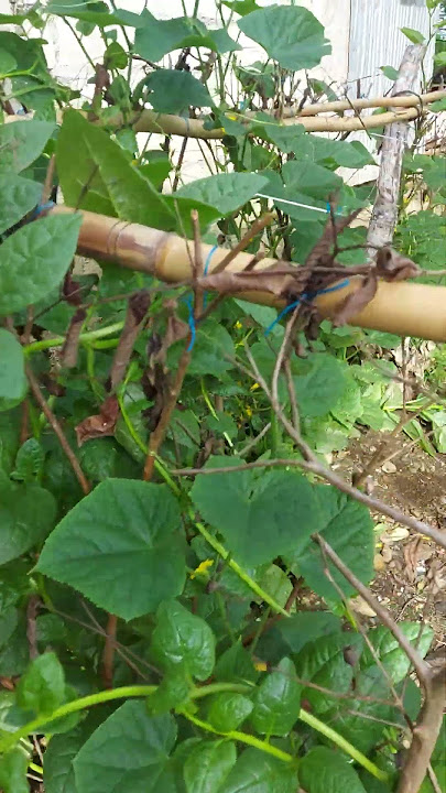 #virals #ang ganda na ng  tanim ko alog bati #subscribe #my #channel #thanks #shorts