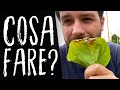 Riconoscere le CARENZE degli ORTAGGI dalle FOGLIE