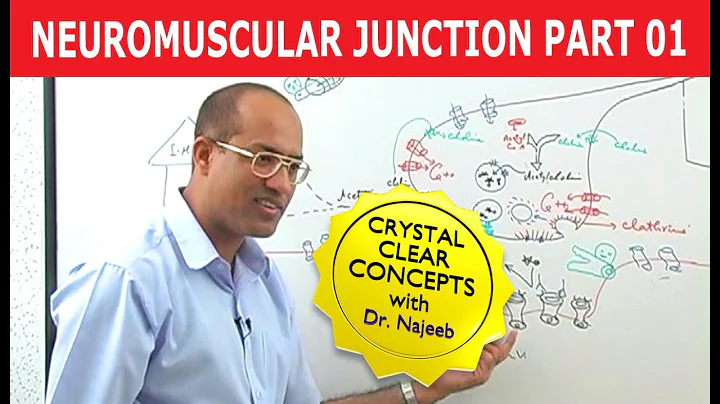 Neuromuscular Junction | Dr Najeeb | Part 1/2
