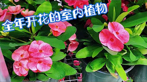 花期長的室內植物/鐵海棠/虎刺梅/Crown Of Thorns【莎拉養花】 - 天天要聞