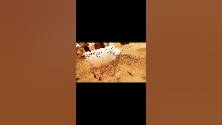 Alhamdulillah Qurbani ka Janwar khareed liya