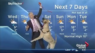 Best funny dogs interrupt work from home live interviews news reports compilation 2021 screenshot 5