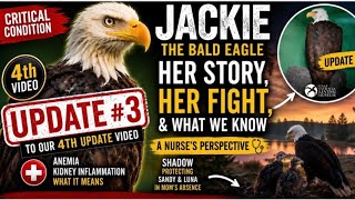 Jackie the Bald Eagle Gets a CT Scan | Neurologist Exam & Latest Health Update