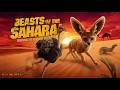 ఈ ఎడారిలో వీళ్ళే సర్వైవల్ కింగ్స్ 🏜️ | unbelievable sahara animals