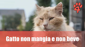 Come capire se il gatto è malato?