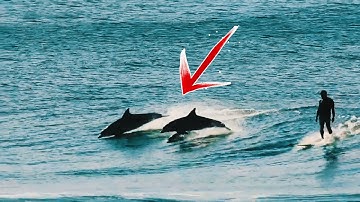 Dolphins Leap Alongside Surfers in Stunning Ocean Moment