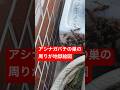 ⚠️⚠️実家のアシナガバチの巣を見たら相変わらず地獄絵図だった笑#short #shorts #危険 #危険生物 #蜂 #ハチ #田舎暮らし #やばい #ヤバい #夏 #夏休み #かわいい#注意