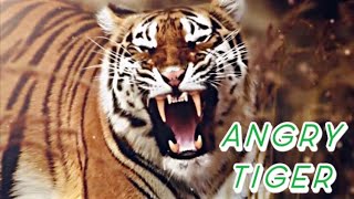 Angry Tiger Tiger Animals Video King Cat