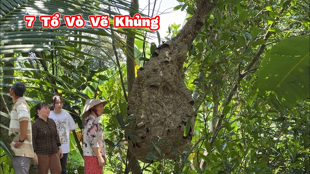 Bắt 7 Tổ Ong Thấy Chiếc Xe QUÁI DỊ Độc Lạ Gặp Em Trai Hiếu Kỳ. Bee Catcher Meets Strange Monster Car